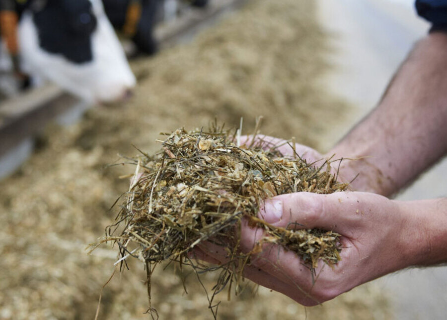 Close-up of wet TMR feed mix