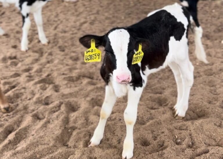 Why Is My Freshly Calved Cow Producing Low Colostrum?