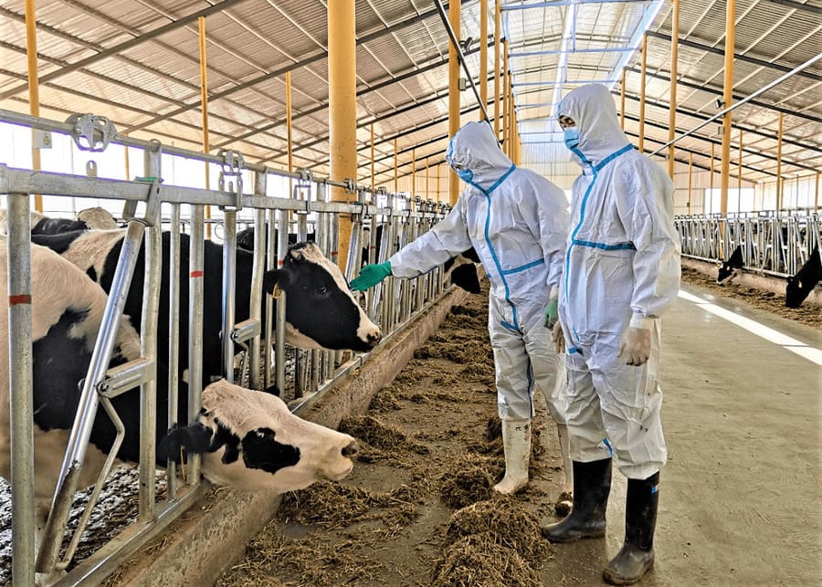 The veterinarians are examining the cows.