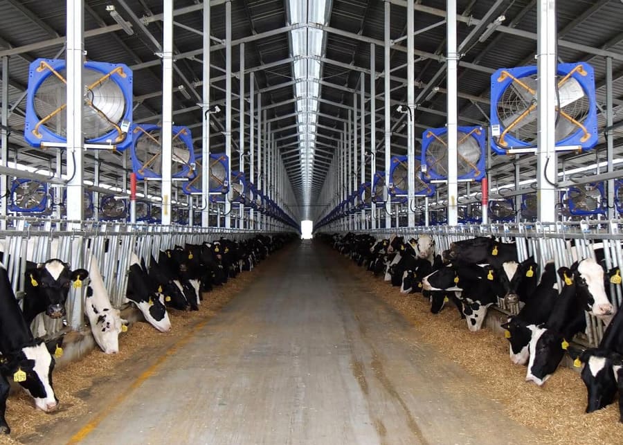 Thermostatically controlled dairy barn interior