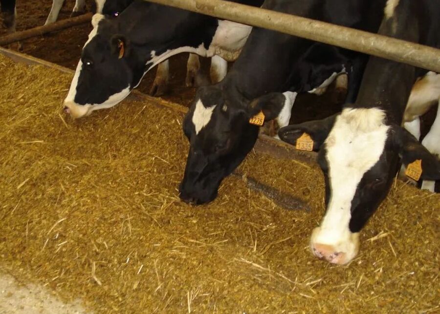 Total Mixed Ration (TMR) feed for dairy cows