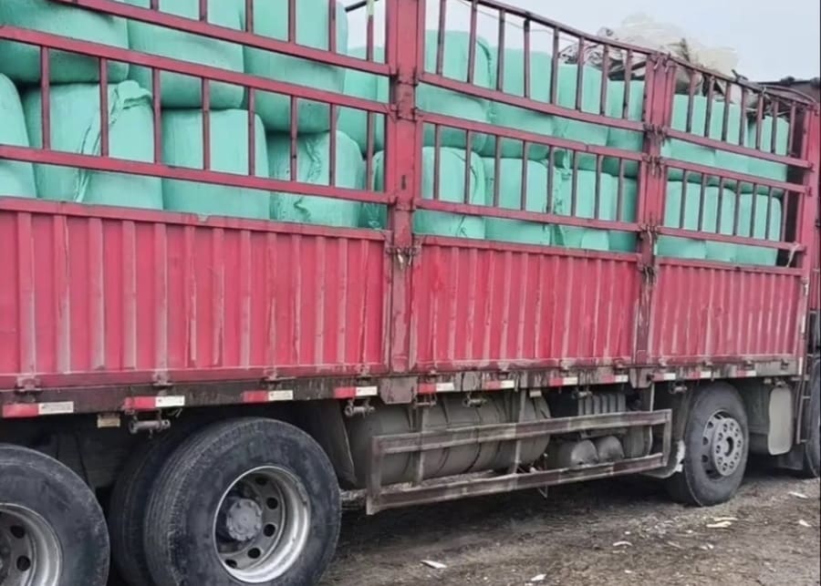 A truck transporting freshly chopped corn silage from the field