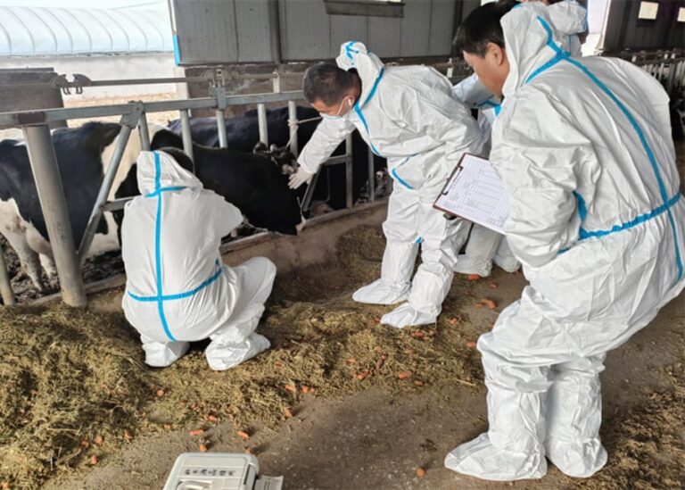 What Are the Two Types of Culling in a Dairy Herd?