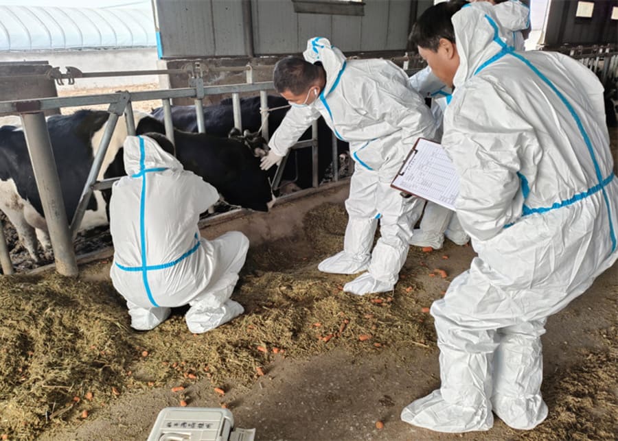 The veterinarian is checking the health of the cows.
