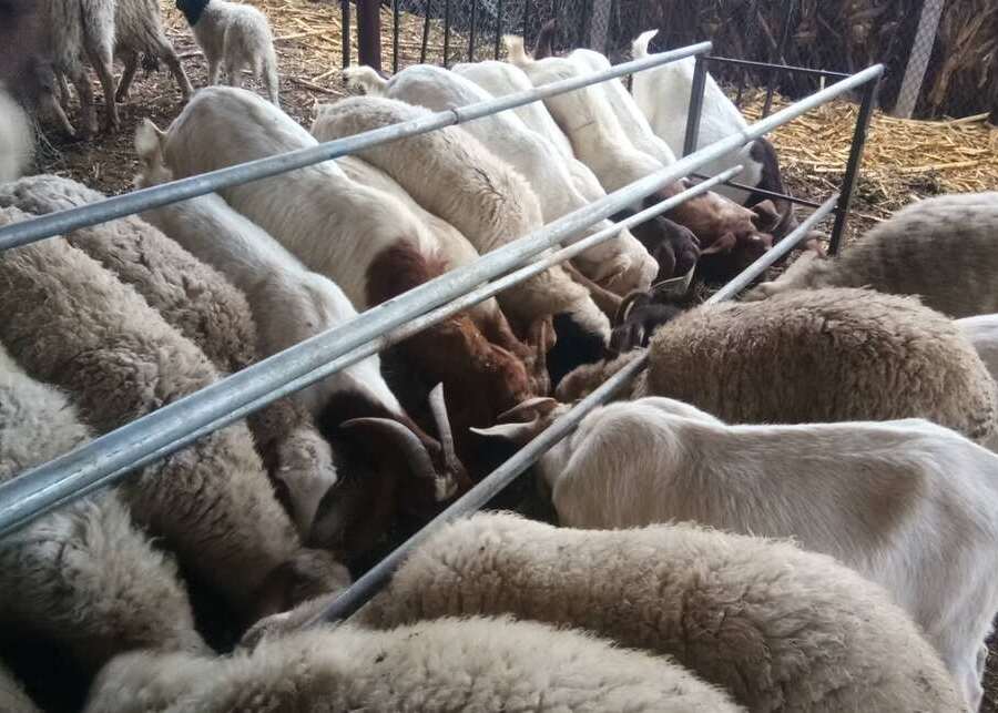 a young lamb nibbling on starter feed in a creep feeder