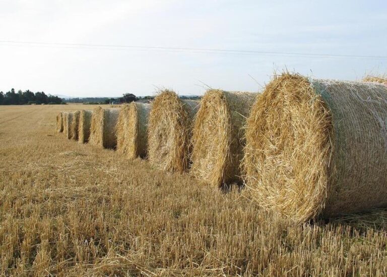 How Can You Master the Art of Selecting Wheat Straw for Your Cattle?
