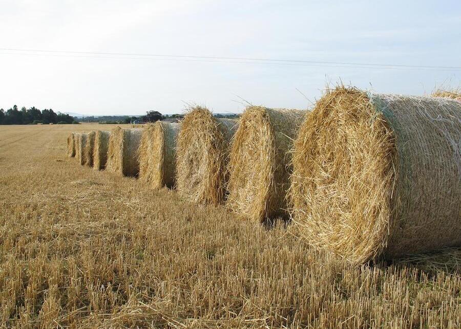 A bale of high-quality golden wheat straw in a farm setting