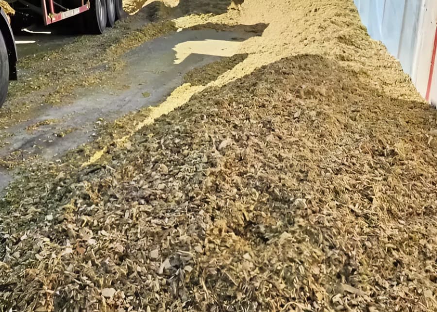 The silage turned yellowish-brown and heated up.