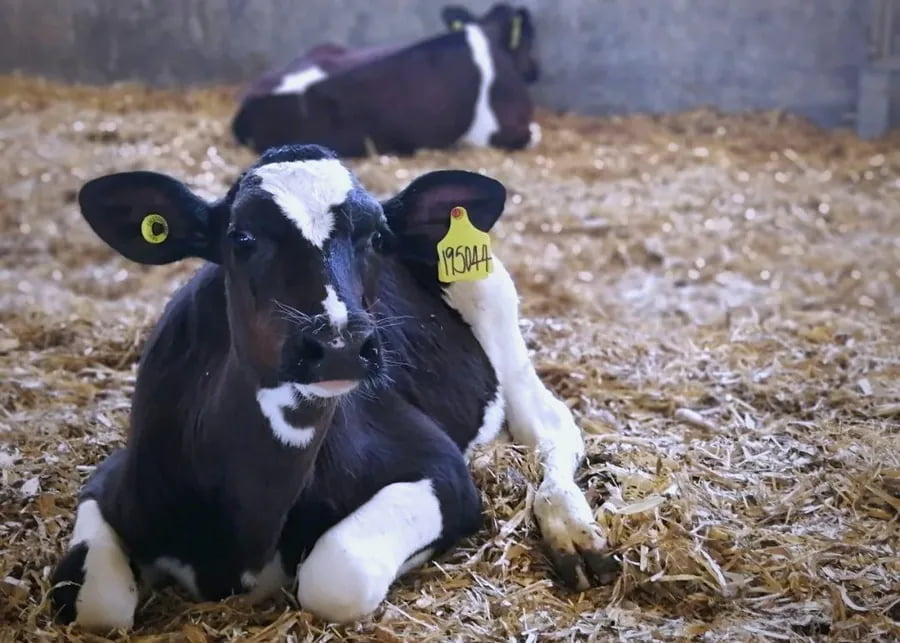 a healthy calf in a calf hutch during winter