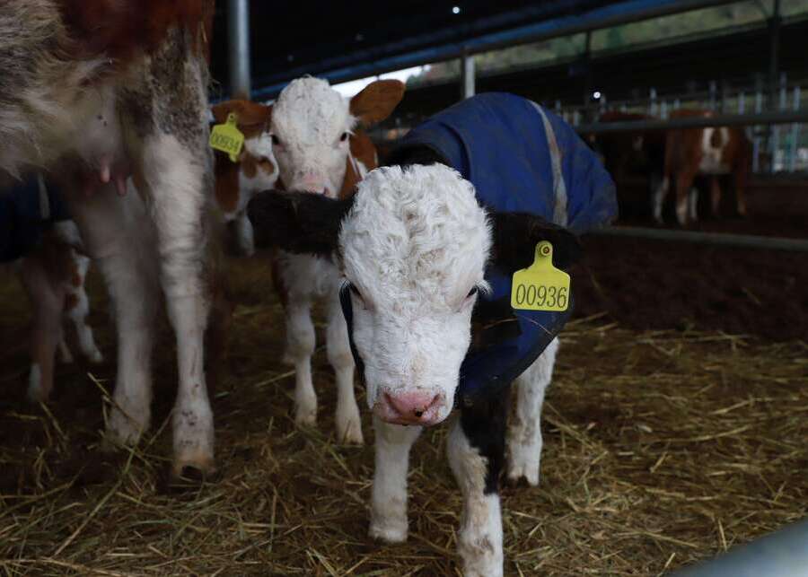 Calf wearing a warm vest in winter