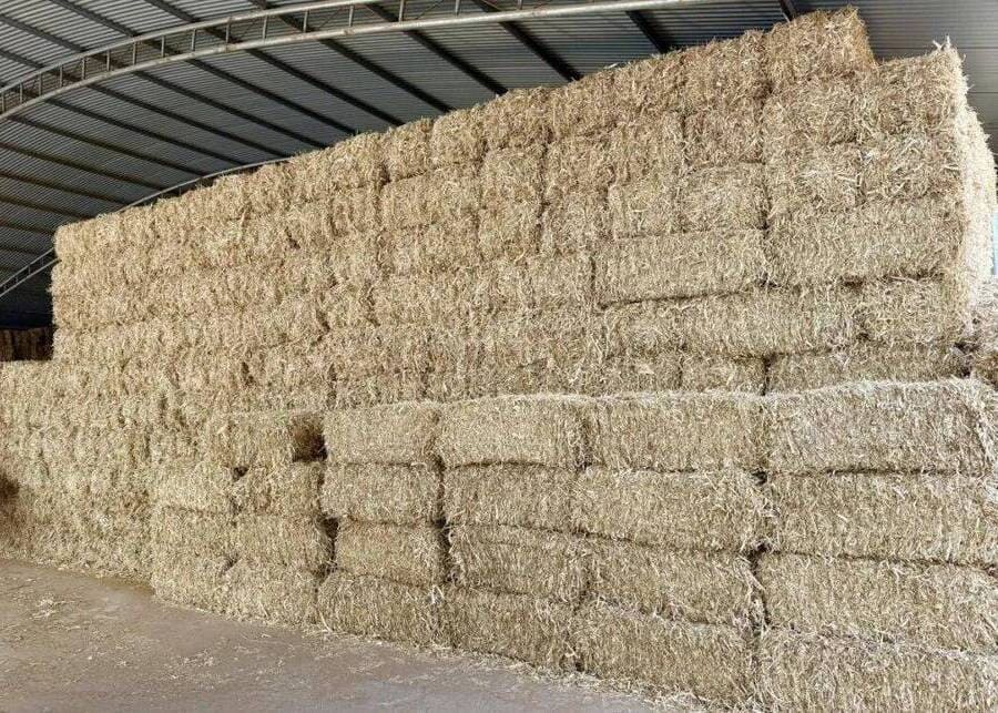 Hay prepared for feeding the cattle in the barn