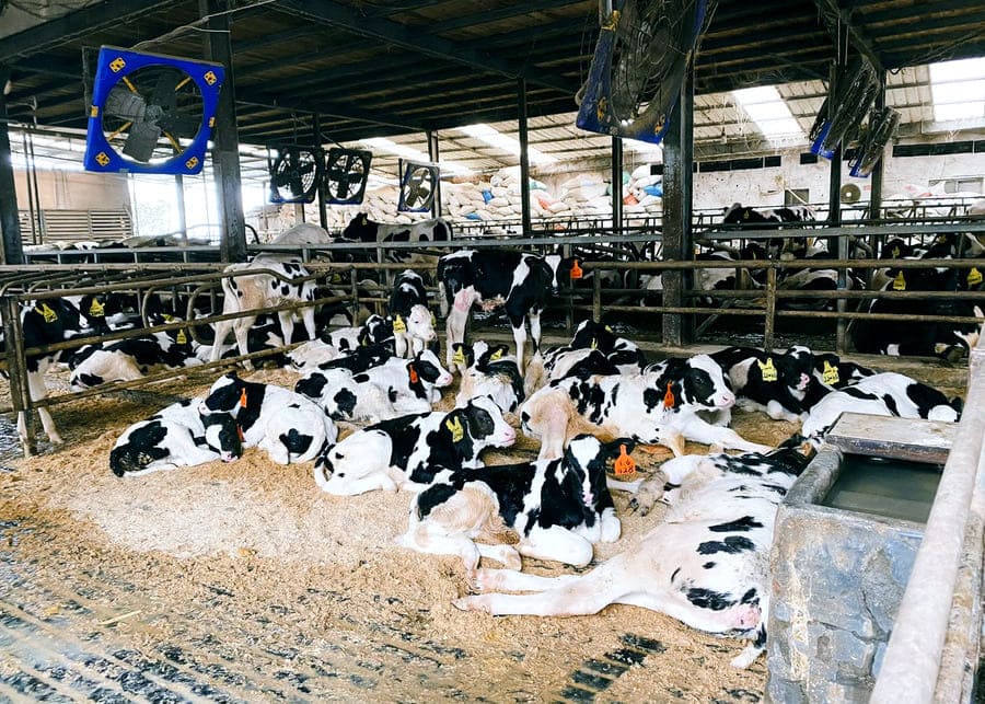 Cow Free Stalls and Mattresses cow comfort products
