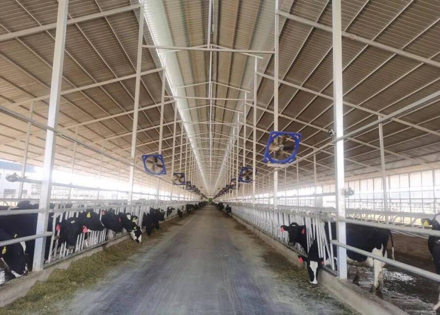dairy barn winter ventilation
