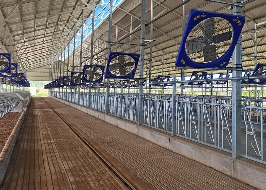 Cattle Heat Stress Impact dairy cow heat stress mitigation equipment