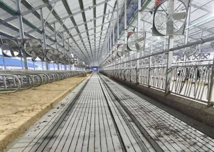 A well-lit and clean barn alleyway with a manure scraper