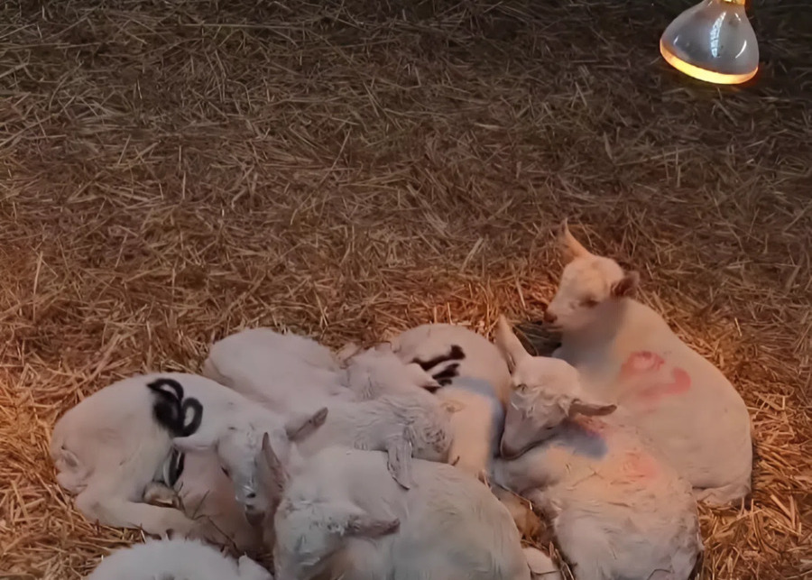A healthy dairy goat lamb in a clean, straw-bedded pen
