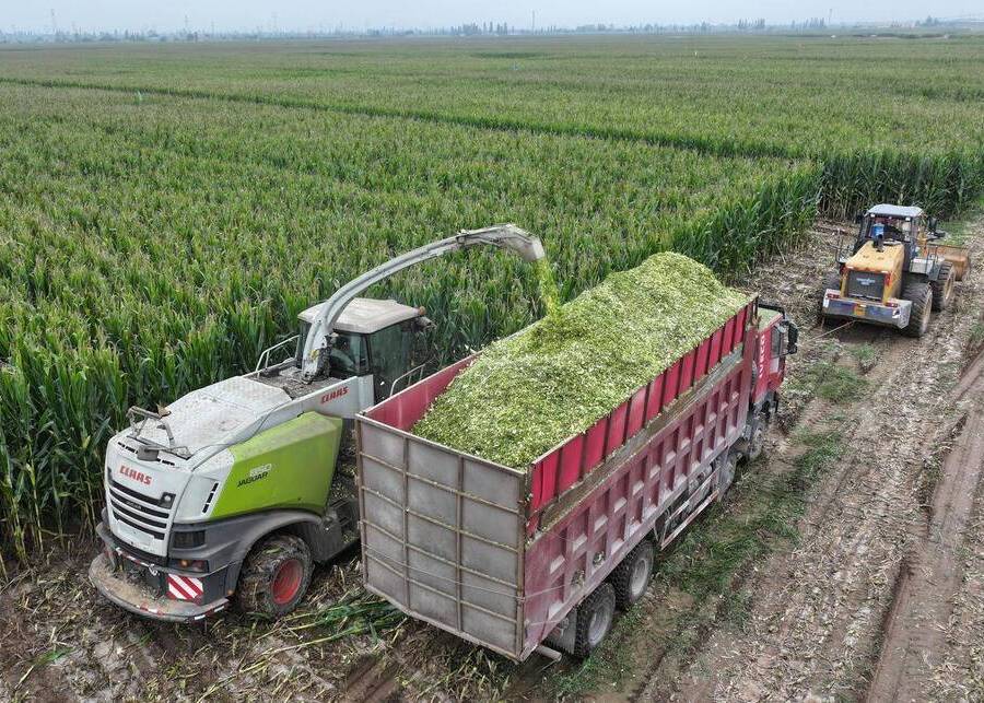 Fields with added silage additives are being harvested.