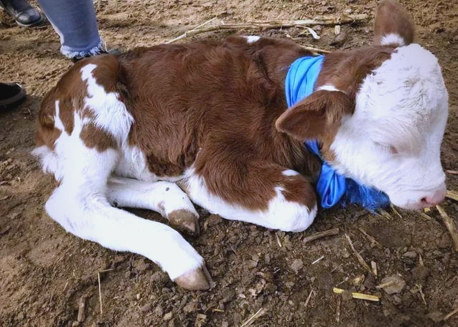 A weak calf in a barn