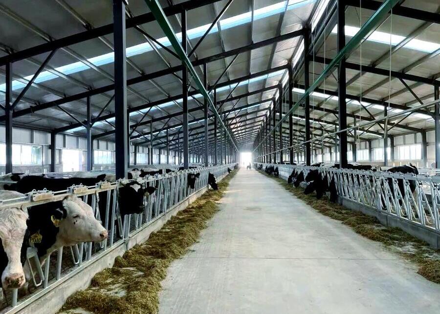 In winter, in the dairy cow shed
