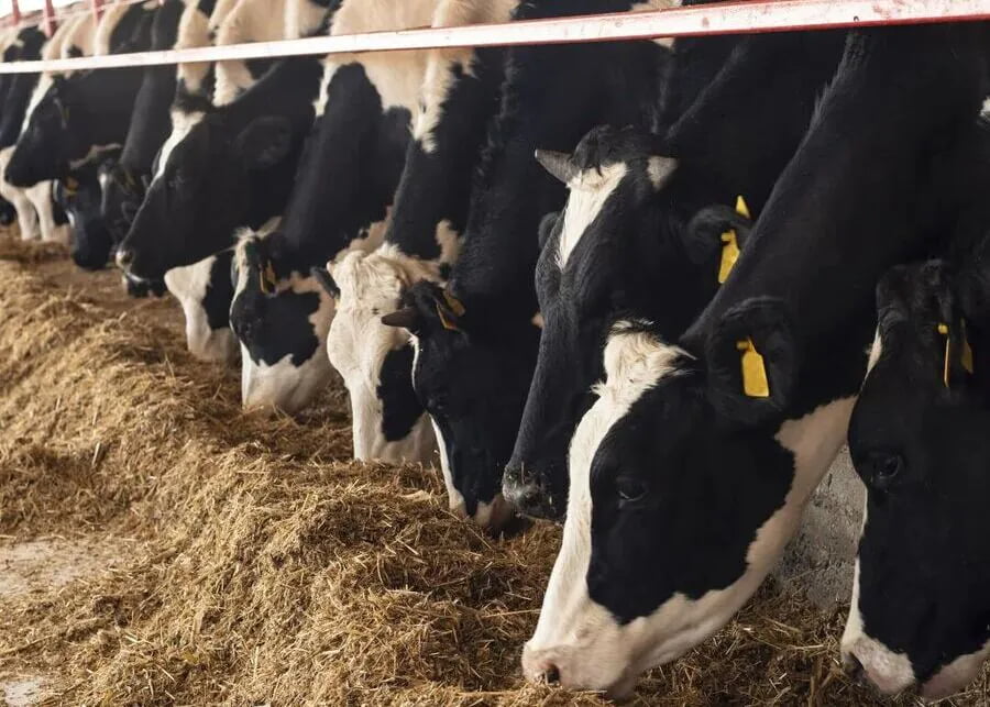 A group of heifers at a feed bunk