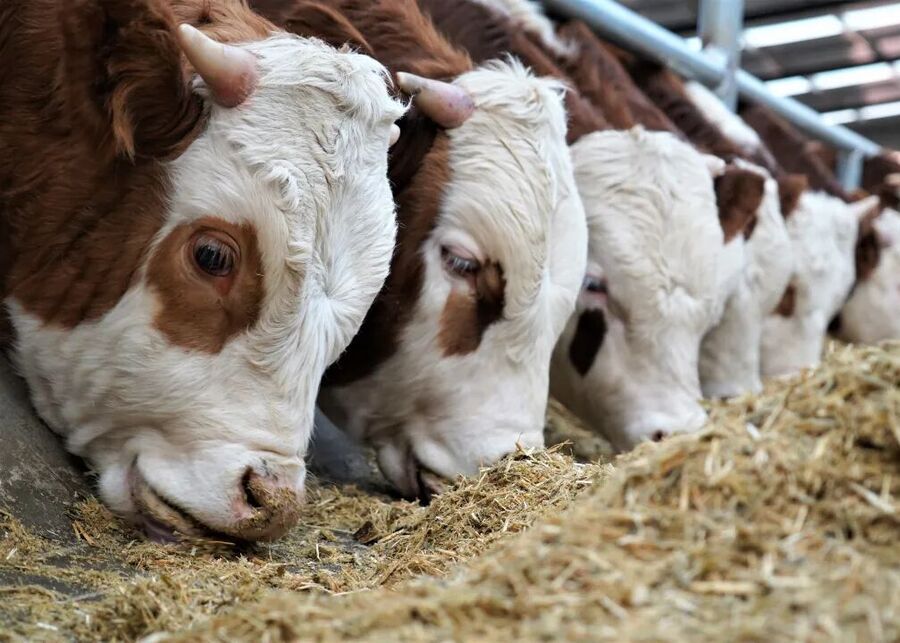 Scheduled vs. Free-Choice Feeding for Cattle A herd of cattle eating from a trough
