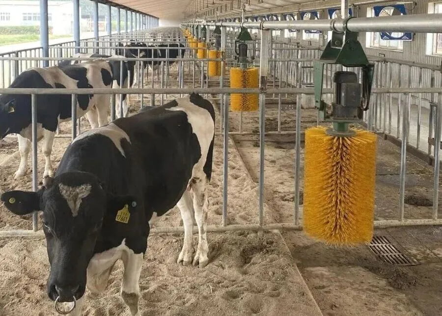 A modern dairy barn with fans and cow brushes