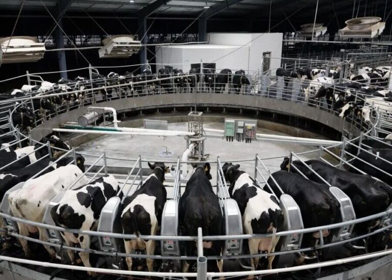 How Will Precision Livestock Farming Transform Your Dairy in 2026?