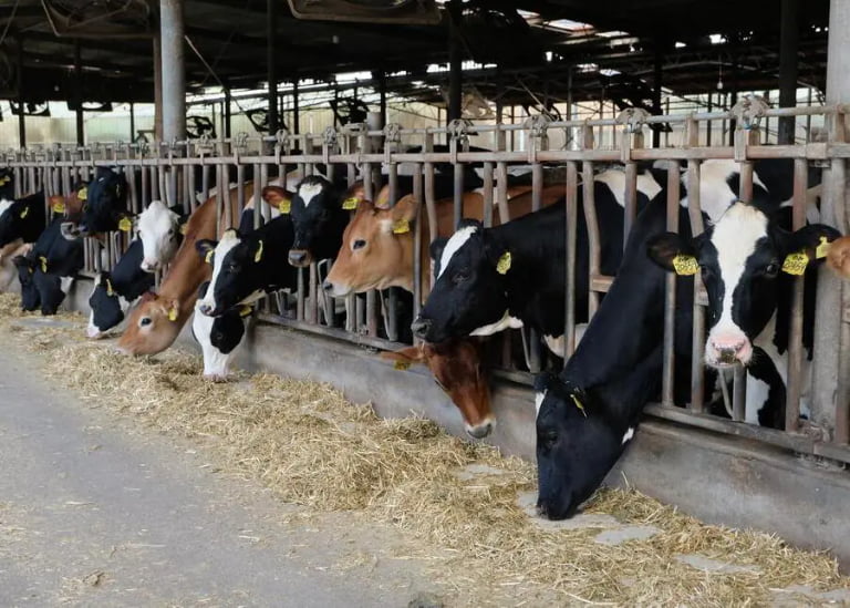 How Smart Ear Tags Facilitate Efficient Ranch Management?