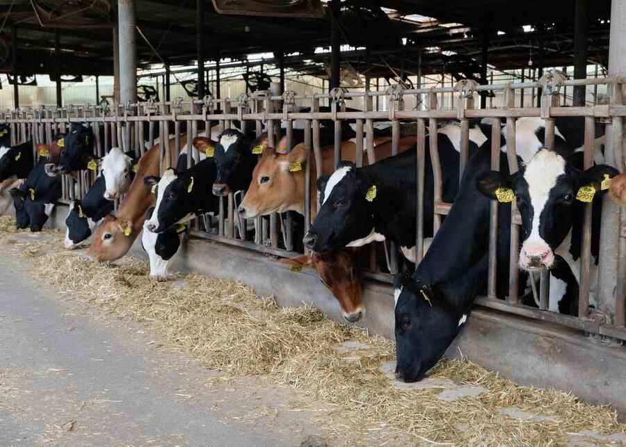 A modern dairy farm using smart ear tags on cows