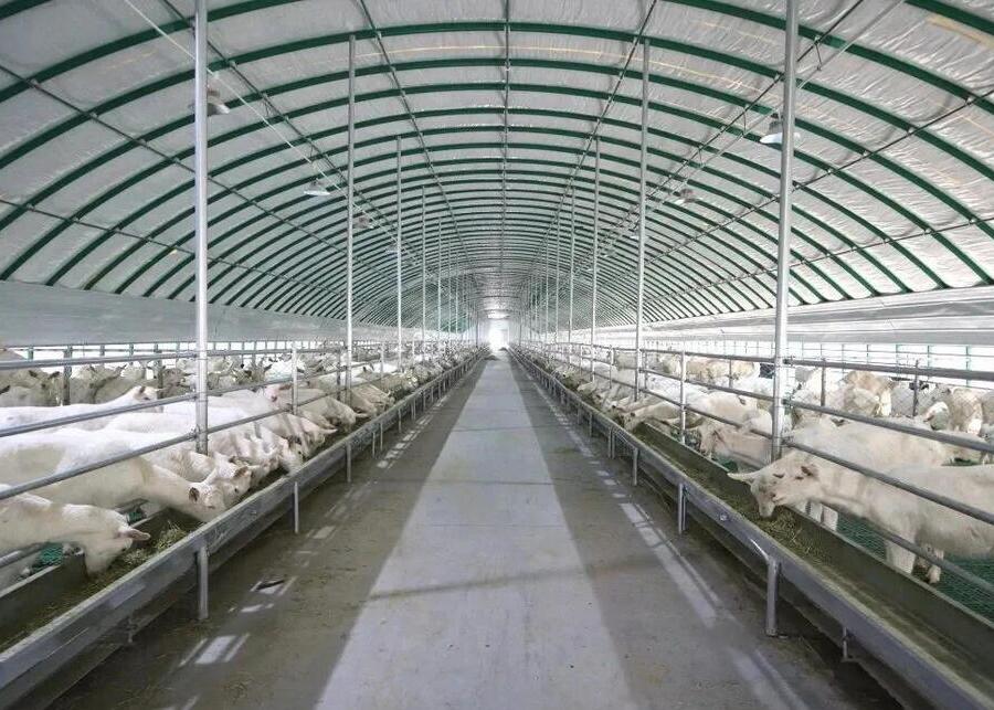 A modern dairy goat farm with a raised-floor system