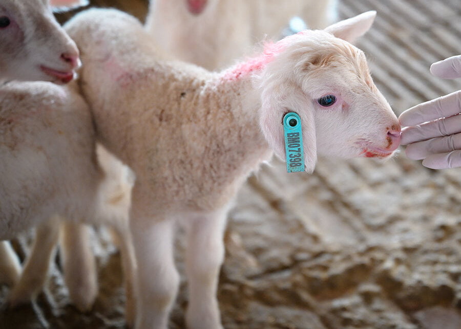 A newborn lamb electronic ear tag visible