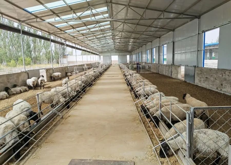 Modern intensive sheep farming feeding system with steel troughs