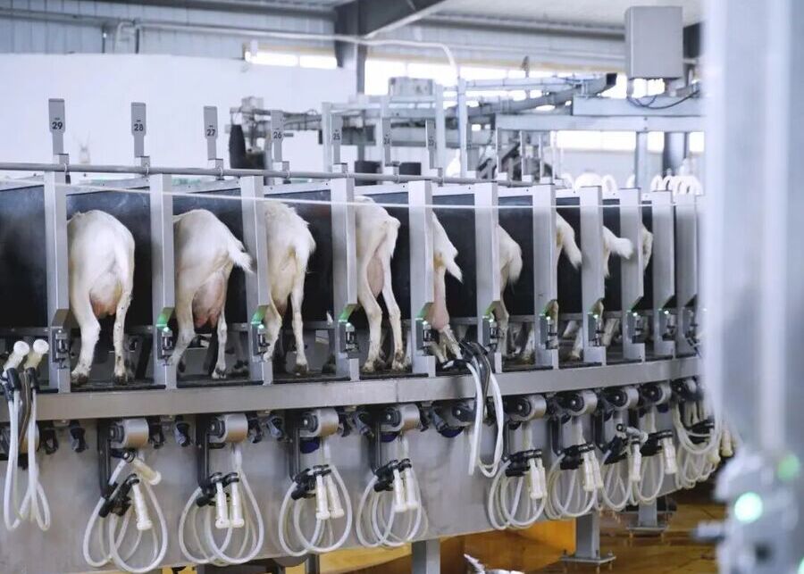 A clean and modern sheep milking parlor with automated equipment