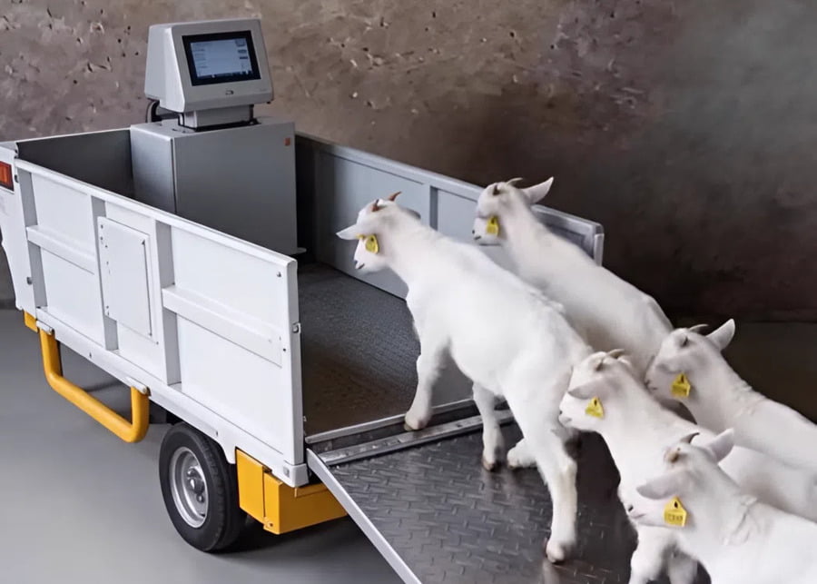 An automated sorting gate in a sheep pen system