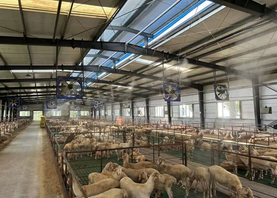 A large barn fan circulating air over pens of sheep