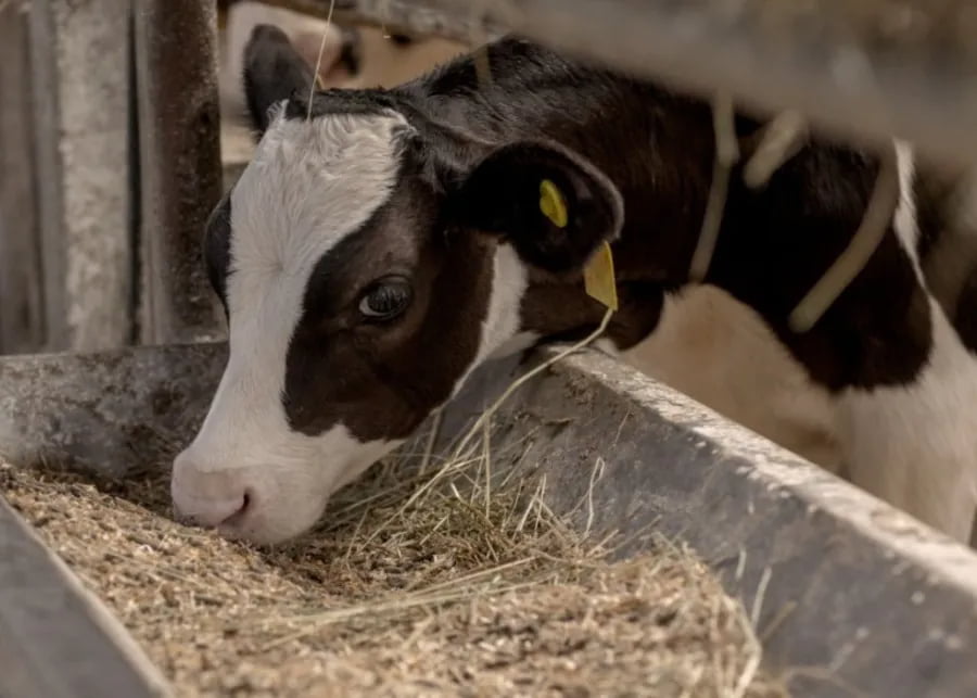 A calf eating starter feed from a bucket