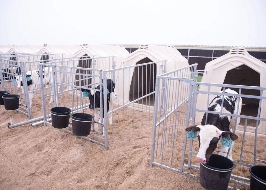 A farm worker using accessories to feed a calf in a hutch