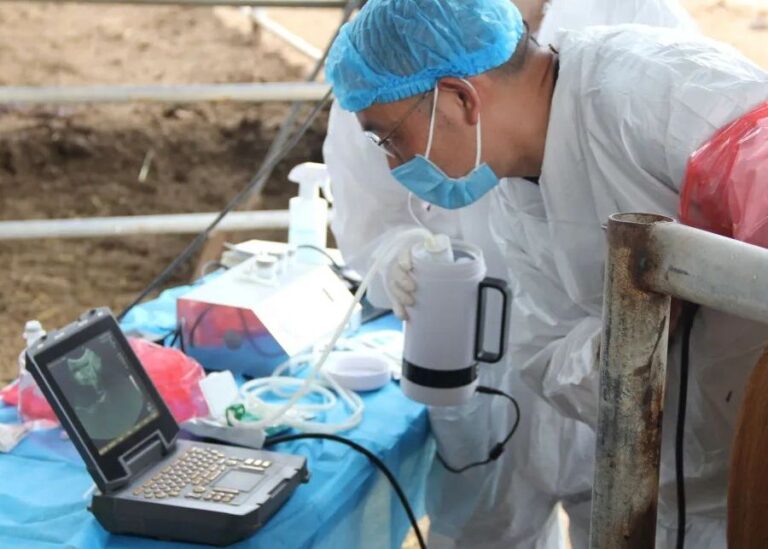 Did the Mating Work? How to Determine Successful Insemination in Cattle?