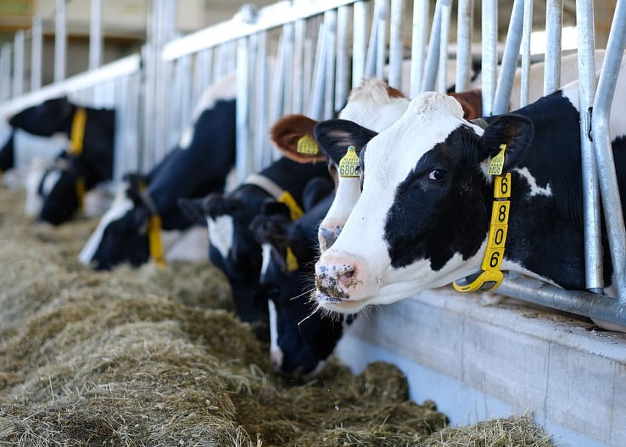 A group of dairy cows in a well-managed barn with headlocks
