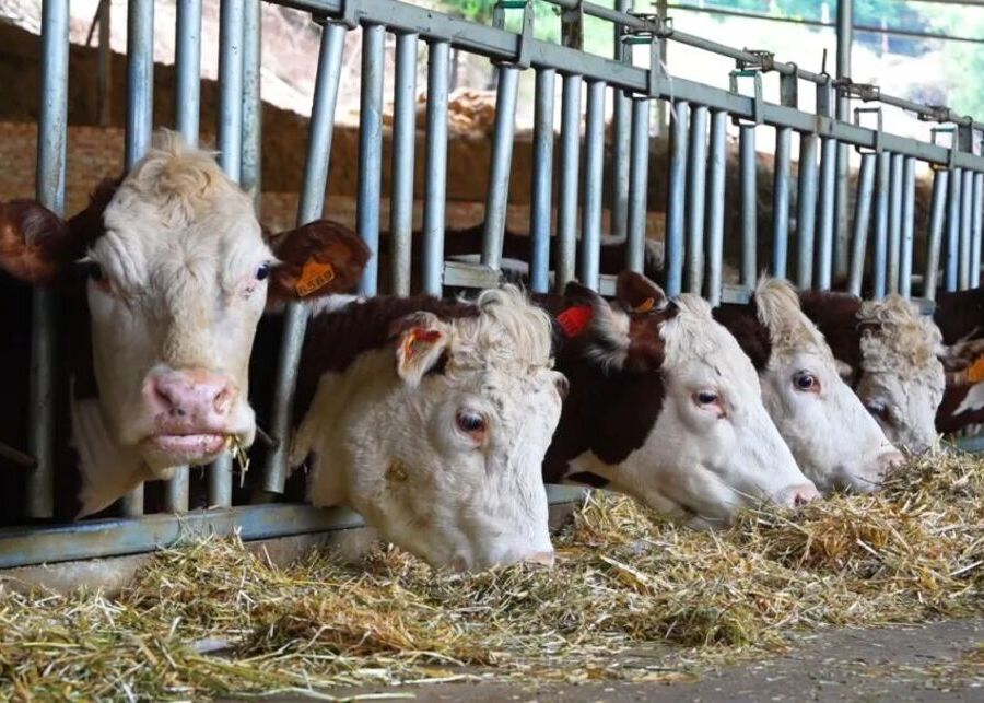 Scheduled Cattle Feeding with Headlocks Cattle feeding at a specific time in a barn with headlocks