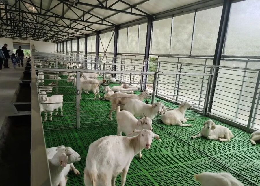 A large, modern goat barn with feeding alley and raised floors