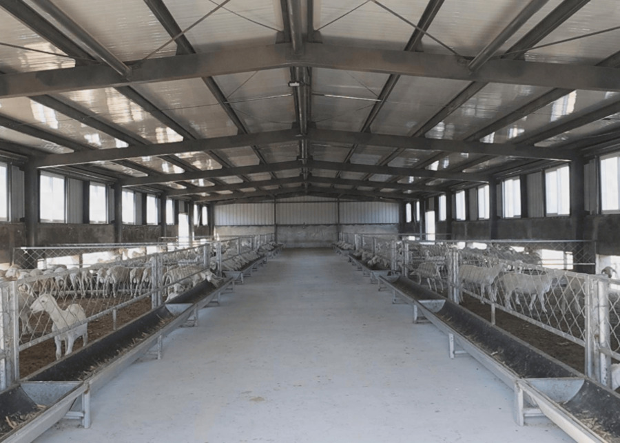 NexAgri Confinement Feed Lane and Trough Systems indoor intensive confinement sheep barn feeding lanes and galvanized penning structures