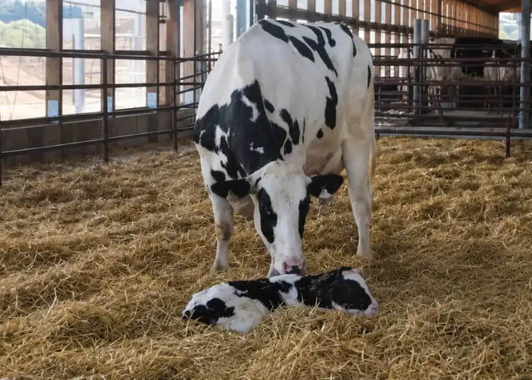 How Do You Properly Clean a Cow Calving Pen for Maximum Safety?