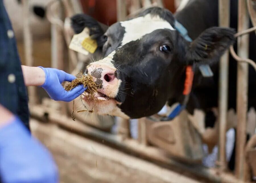 A calm dairy cow with a shiny coat eating from a trough