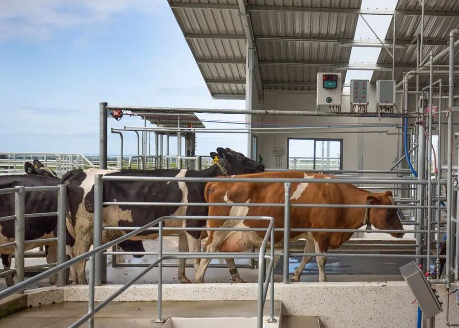 A herd of cattle walking calmly through an alleyway