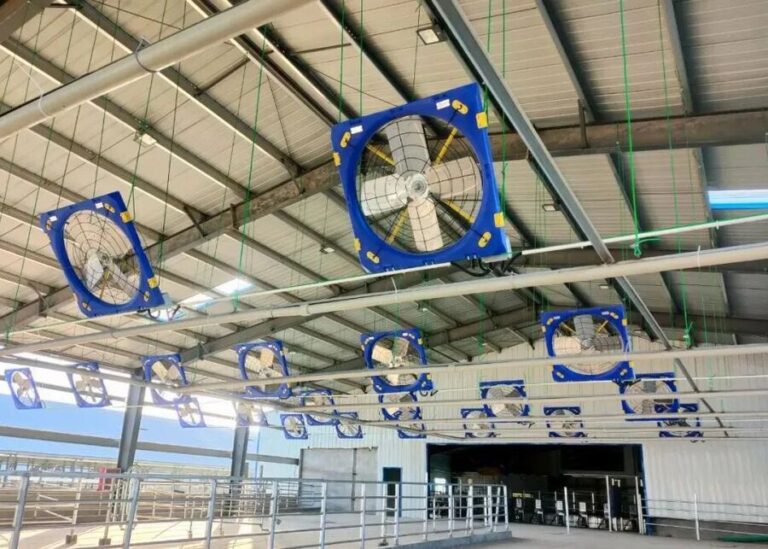 When is the Right Time to Turn on Cowshed Fans? The Ultimate Guide to THI and Cow Comfort.