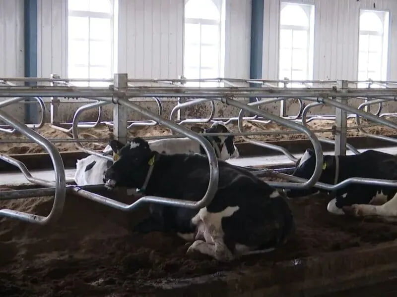 Double Side Cow Free Stall
