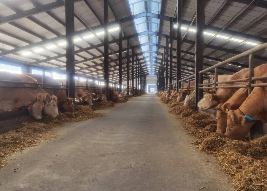 Free-Choice Cattle Feeding Cattle freely accessing a TMR mixer feed bunk