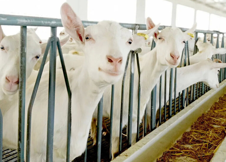 Is Your Dairy Goat Healthy? Normal Vitals, Body Scoring & Health Checks