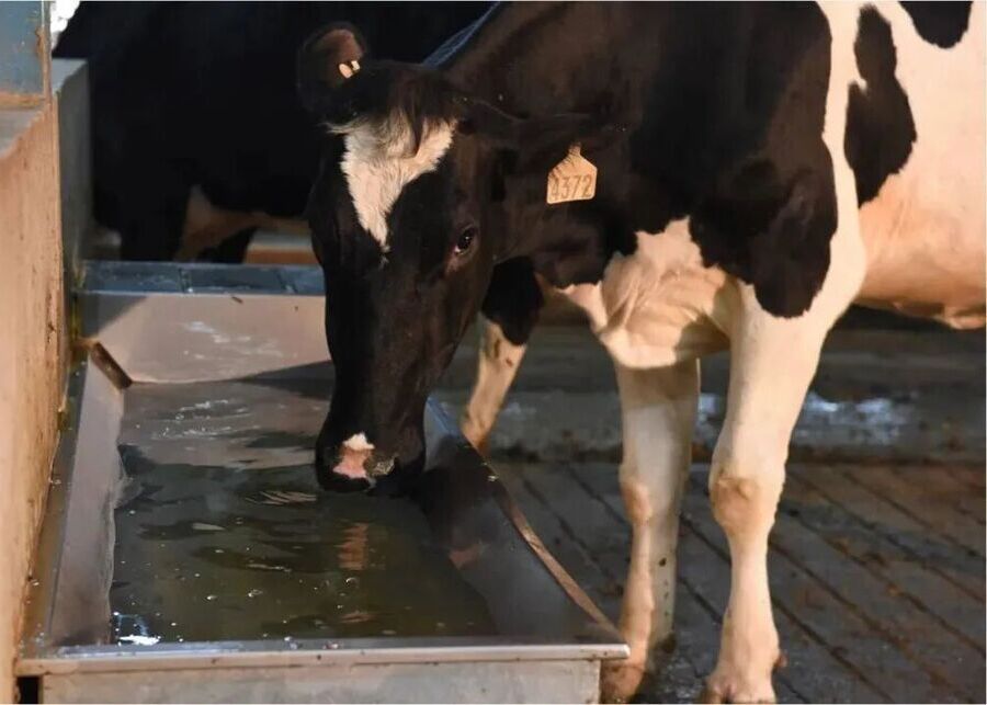 A heated stainless steel water trough in a clean barn